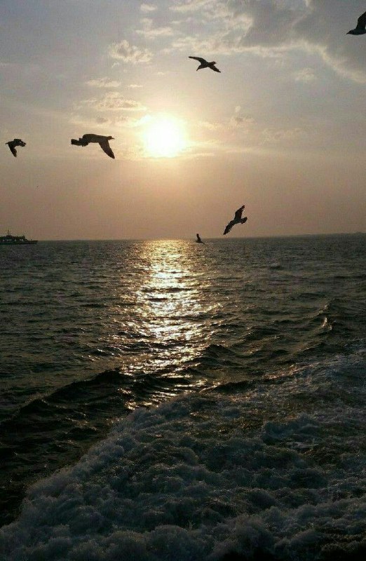 واصف 💙🌹 المشاعر🤍👍