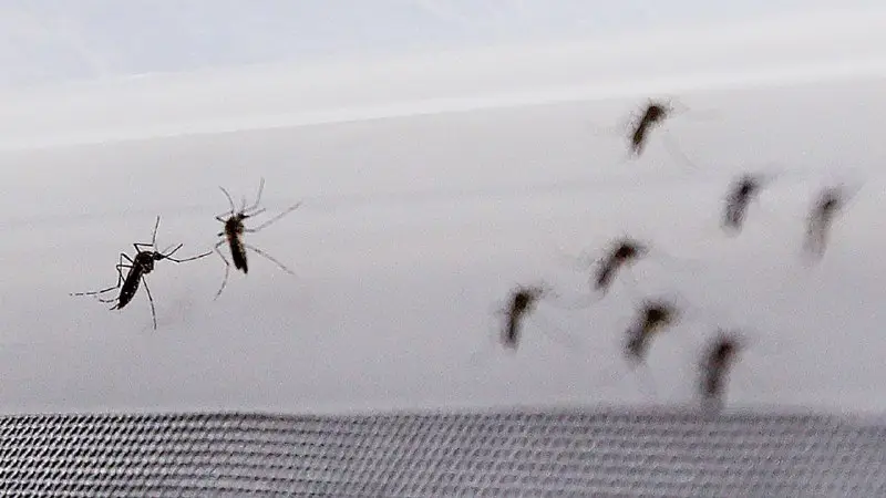 ***🚨*** La OMS advierte de la llegada de los mosquitos de dengue, zika y chikungunya, en verano en España