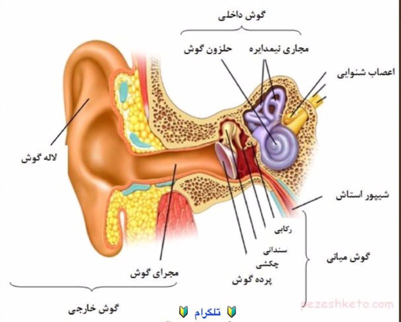 **آناتومی** [**#گوش**](?q=%23%DA%AF%D9%88%D8%B4)[**#زیست**](?q=%23%D8%B2%DB%8C%D8%B3%D8%AA)[**#یازدهم**](?q=%23%DB%8C%D8%A7%D8%B2%D8%AF%D9%87%D9%85) *****👂******🦻******👂******🦻******👂******🦻******👂******🦻******👂******🦻******👂******🦻******👂*****[**#آموزشگاە\_بهارستان\_راە‌دانش**](?q=%23%D8%A2%D9%85%D9%88%D8%B2%D8%B4%DA%AF%D8%A7%DB%95_%D8%A8%D9%87%D8%A7%D8%B1%D8%B3%D8%AA%D8%A7%D9%86_%D8%B1%D8%A7%DB%95%E2%80%8C%D8%AF%D8%A7%D9%86%D8%B4)[**@a\_bahar\_danesh**](https://t.me/a_bahar_danesh)