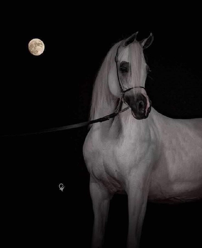خيل وليل وقمر ***🖤***