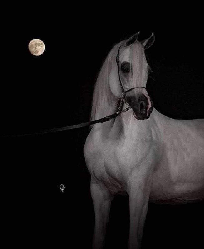 خيل وليل وقمر ***🖤***