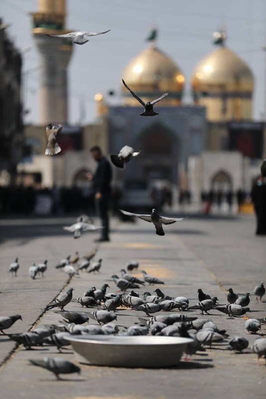 **أهوايه اجيك وارد وحَدي