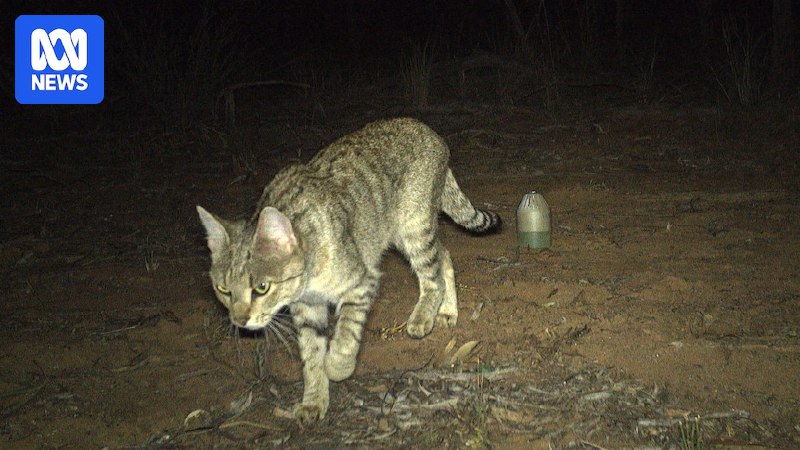 Feral cats in firing line as …