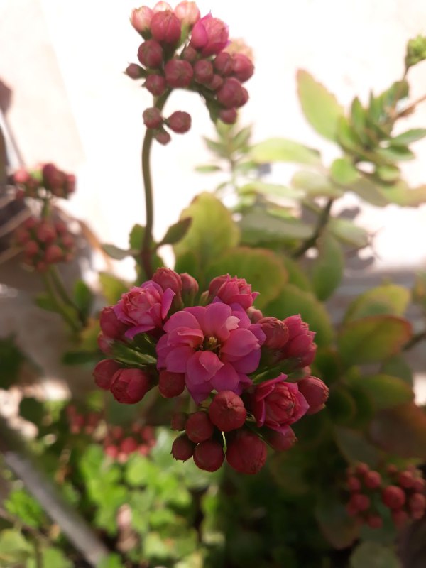 أنتَ الدواءُ لنفسي والرحيمُ بها..