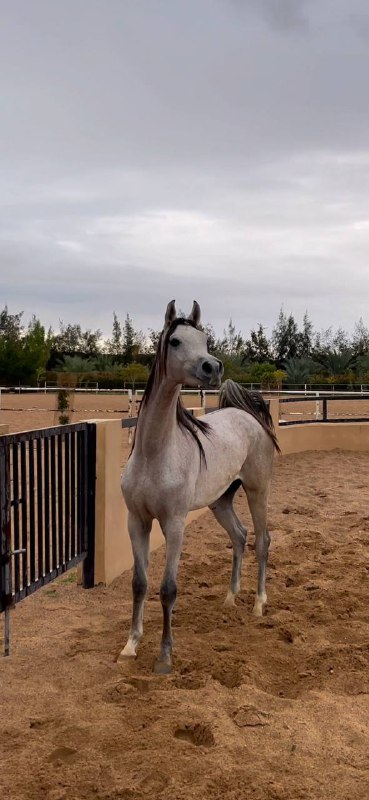 عبدالرزاق المسعودي | 🐎