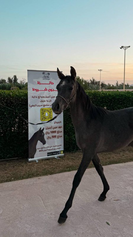 عبدالرزاق المسعودي | 🐎