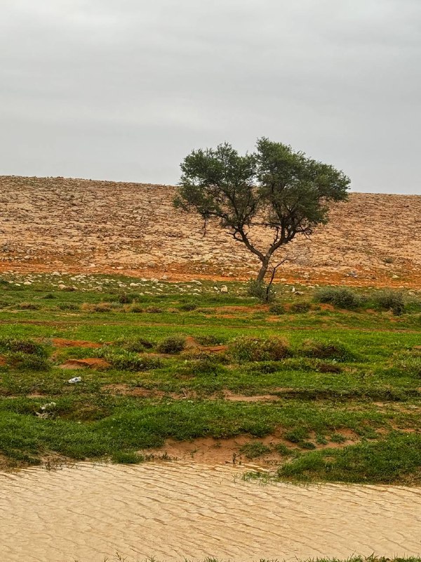 الدحمي 🌿🌧⛺️📷