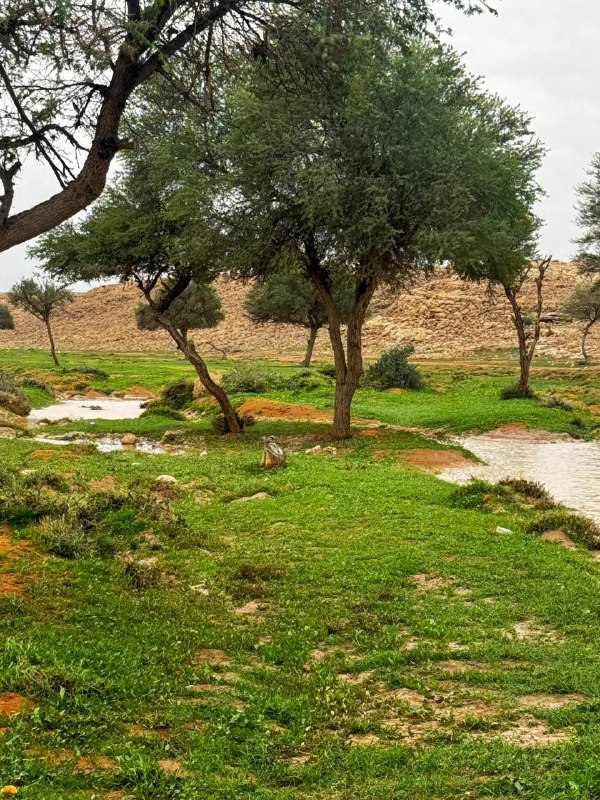 الدحمي 🌿🌧⛺️📷