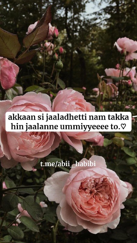 akkaan si jaaladhetti nam takka hin …