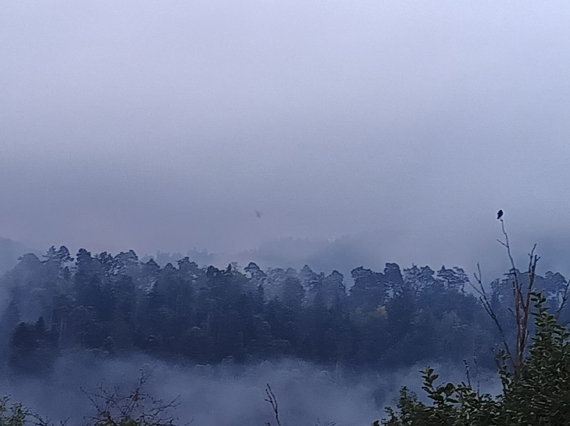 Morgenstimmung auf Disengard über dem Murgtal