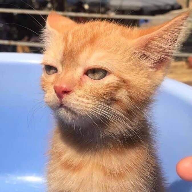 So’rab olingan compliment aytishni yomon ko’raman***🗿***
