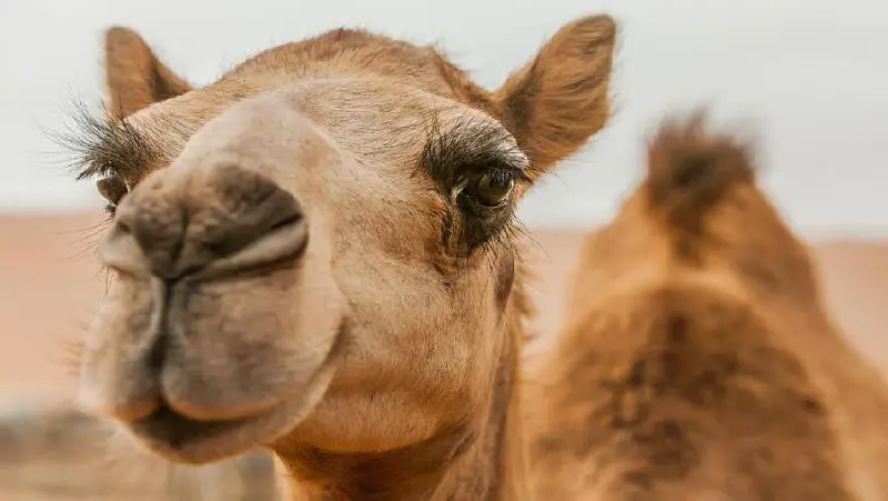 I cammelli hanno tre palpebre per …