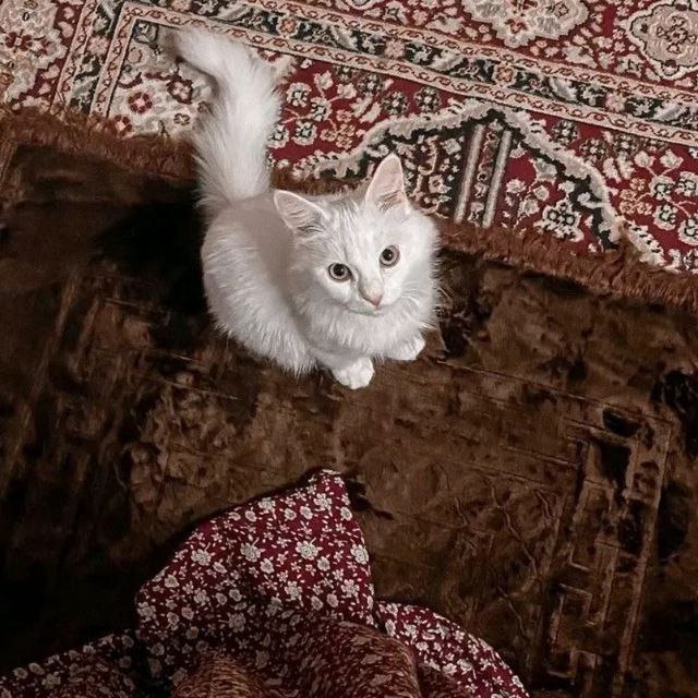 قُطَيْطَات