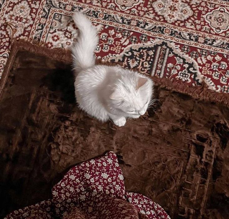 قُطَيْطَات
