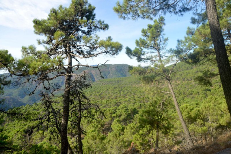 **PINAR DE IGUALEJA (Málaga)**