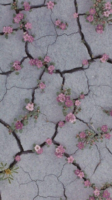 صور حلال•♡