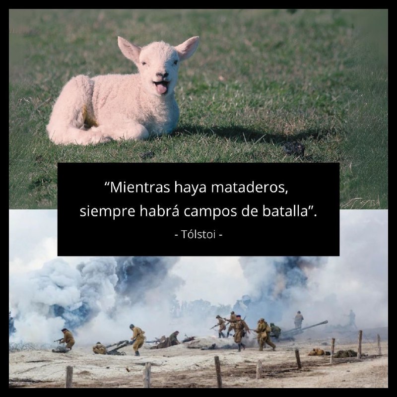 Aforismos Cátaros. Frases que iluminan.