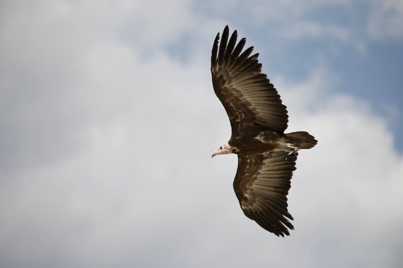 ***🦅*** **Пристанище грифов**