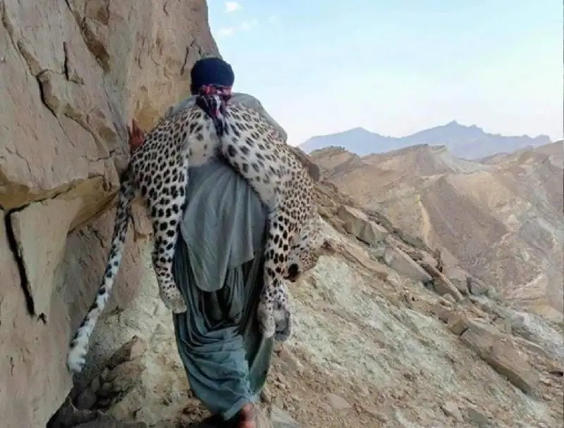 شکار یک پلنگ ایرانی در پاکستان