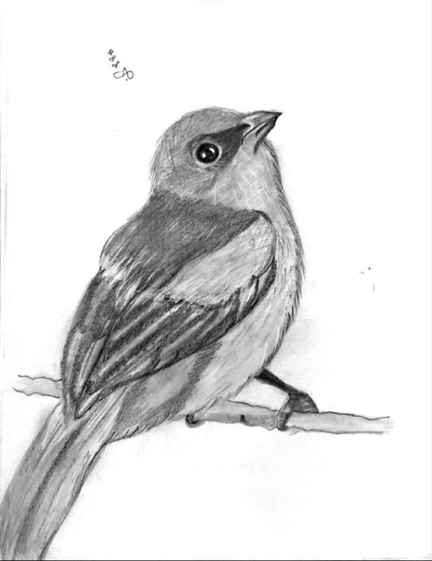 مواهب رسم drawing talents