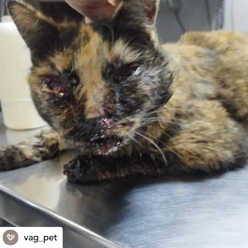 Posted [@withregram](https://t.me/withregram) • [@vag\_pet](https://t.me/vag_pet) این بچه …