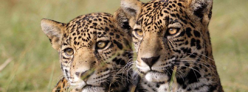 ***📌***El programa de la Fundación Jaguares en la Selva, trabaja para lograr que félidos que han sido rescatados puedan retornar …