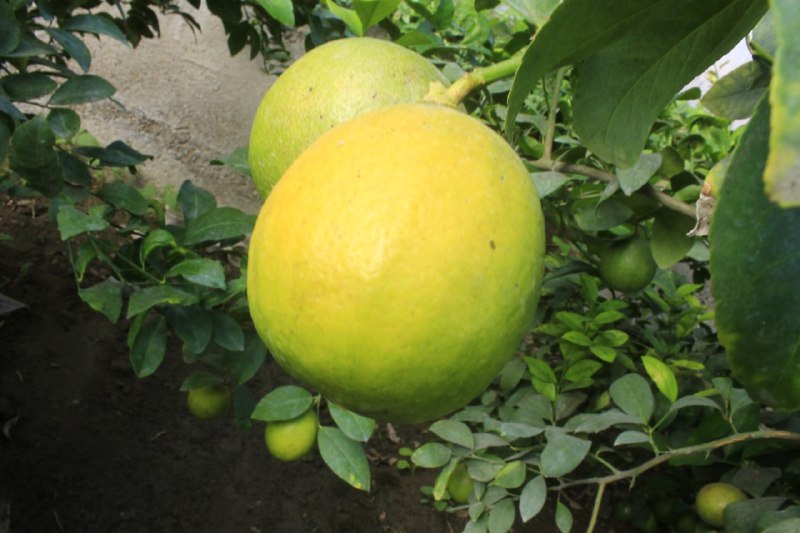 Agriculture in Bukhara