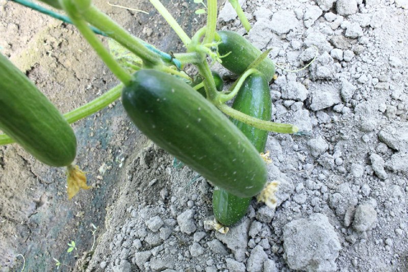 Agriculture in Bukhara