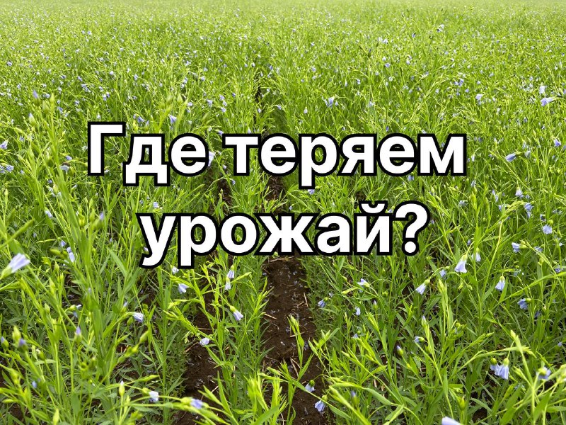 Лен: где теряем урожай?