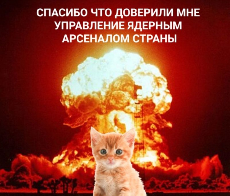 Агрессивные котяры