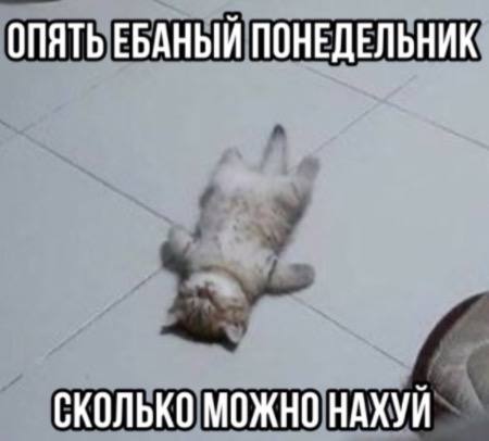 Агрессивные котяры