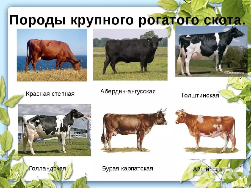 ***🐄*****Қорамолчиликда интерер тушунчаси ҳақида эшитганмисиз?