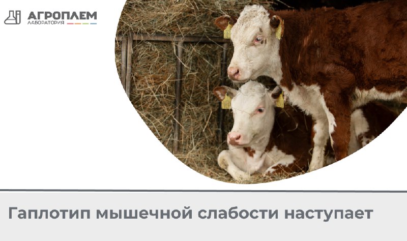 ***🐮*****О ранней мышечной слабости впервые сообщили в прошлом году и дали название «лежачее состояние теленка», так как это заболевание оказывает …