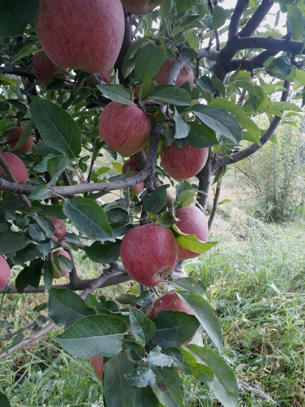 بازار املاک و خودرو اهر