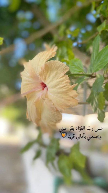 ‏"يَـا ربّ .. و الأمانــي عنــدڪ …