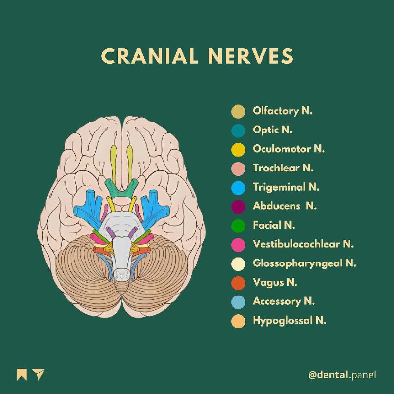 Cranial Nerves