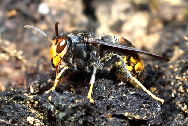 ***🐝*** Vespa Asiàtica ***🐝***