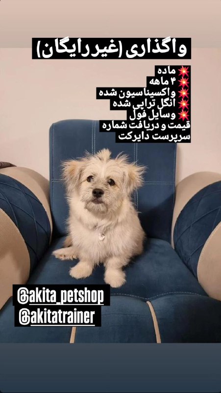🐶 پت شاپ آکیتا / سنندج …