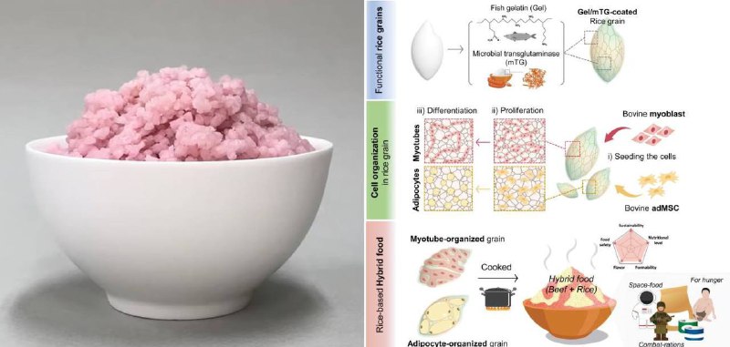 **Южнокорейские ученые создали новый вид питания …