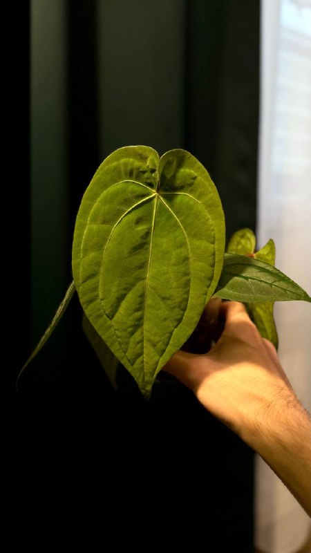 *Anthurium Dark Phoenix*