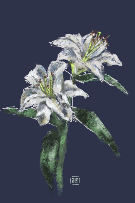 `быстрый скетч с белыми лили`ями