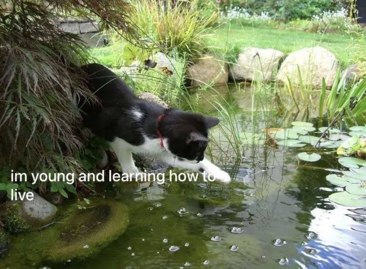 I am not young and learning …