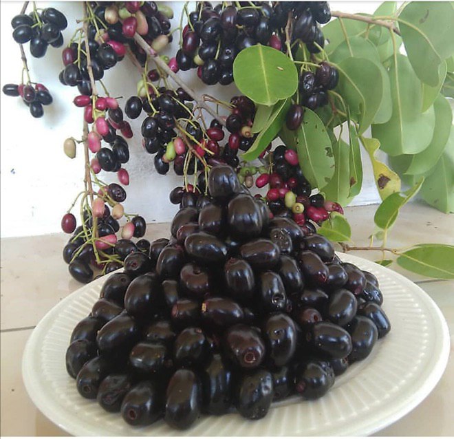 این میوه اسمش جمبو است و …