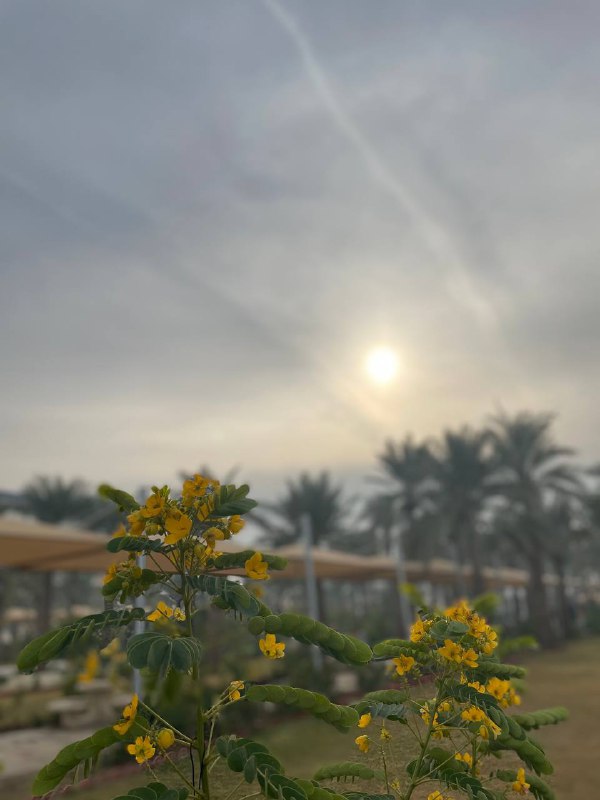 نُدبة .