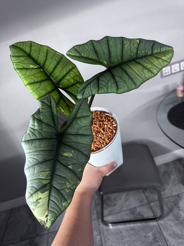 VariegatedAlocasia