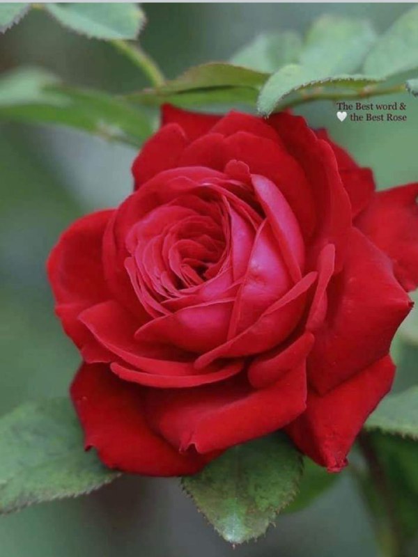 من الحُب والأهتمامٓ أن تجعل صلاةً …
