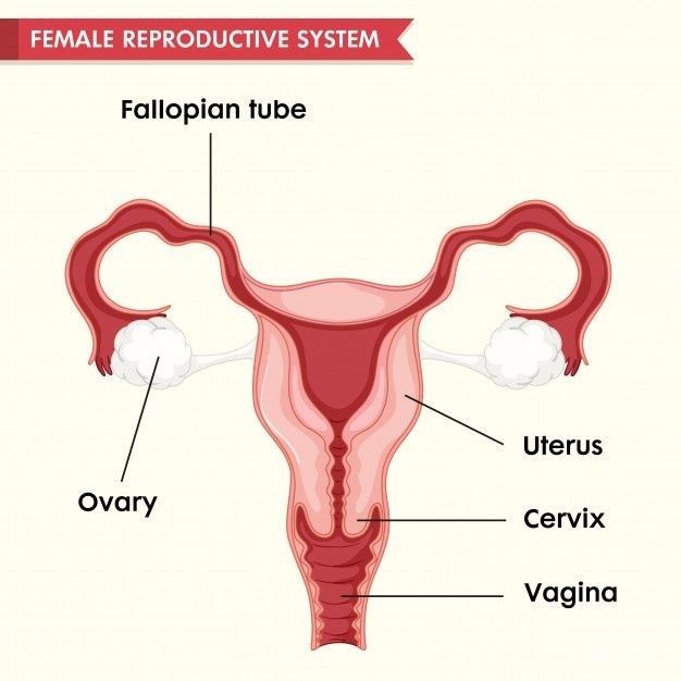 Uterus = uterine رحم