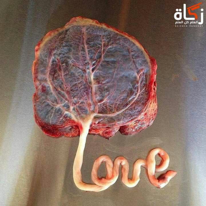 ***💓***رابط الحياة بين الام والجنين***♥***