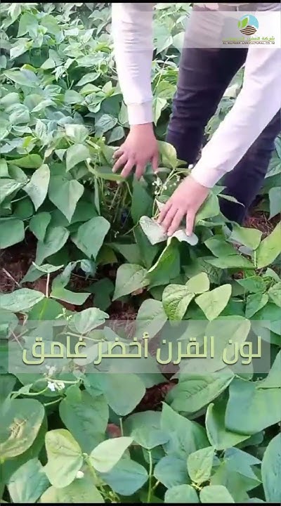 شركة السفير الزراعية