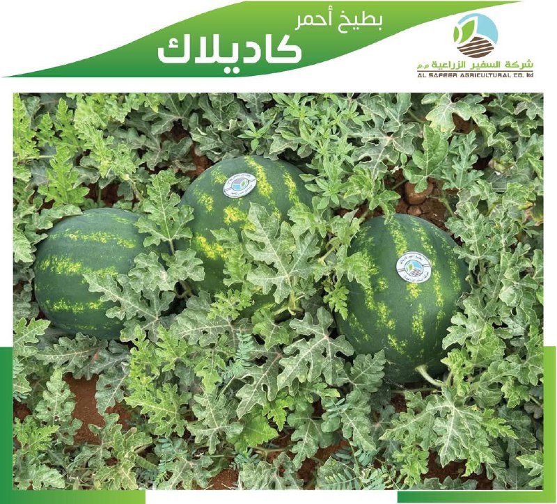 شركة السفير الزراعية
